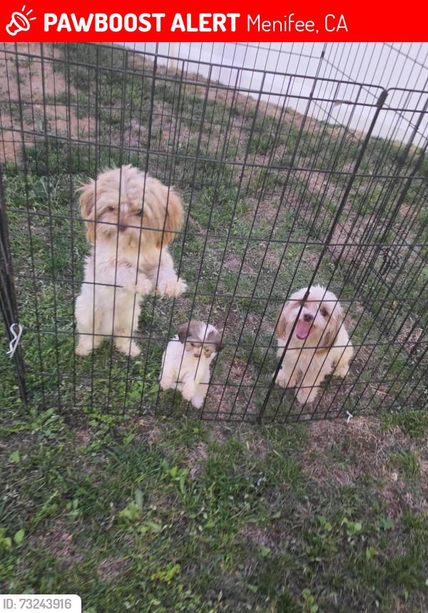 Lost Male Dog last seen Paca ct, Menifee, CA 92584