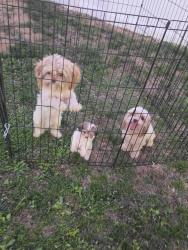 Lost Male Dog last seen Paca ct, Menifee, CA 92584
