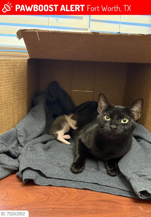 Lost Female Cat last seen Yolanda drive Fort Worth Tx 76112, Fort Worth, TX 76112