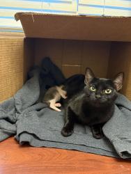 Lost Female Cat last seen Yolanda drive Fort Worth Tx 76112, Fort Worth, TX 76112