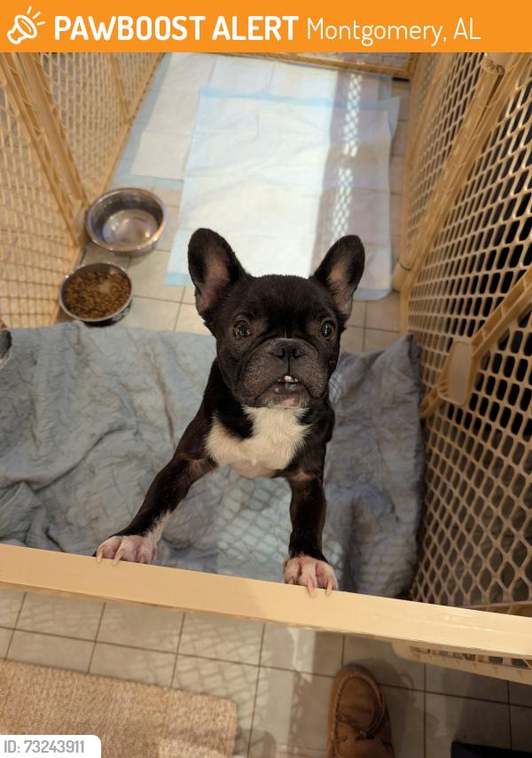 Found/Stray Female Dog last seen Vaughn Ln and Vaughn road, Montgomery, AL 36106