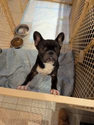 Found/Stray Female Dog last seen Vaughn Ln and Vaughn road, Montgomery, AL 36106