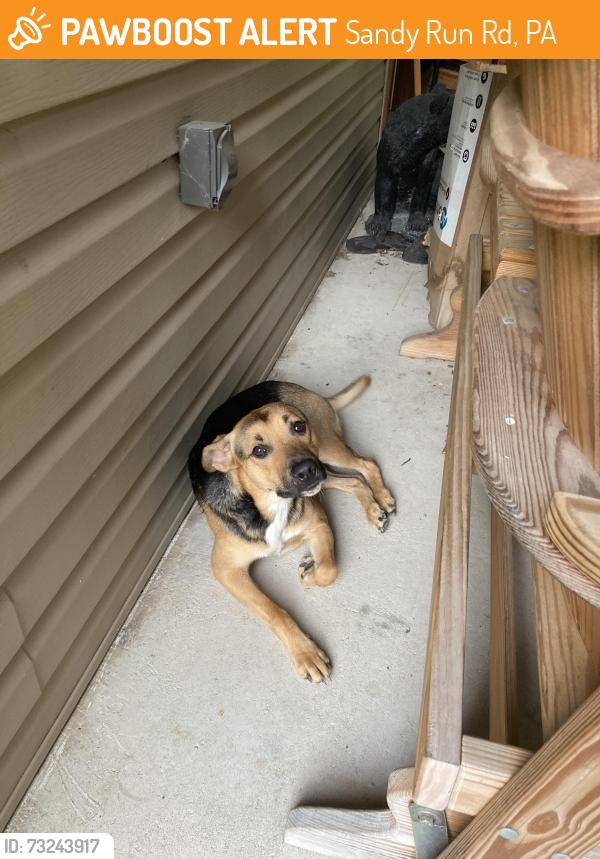 Found/Stray Male Dog last seen Cranberry glade lake, Sandy Run Rd, PA 15464