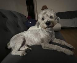 Reunited Male Dog last seen Peachwood & Trabuco Rd, Lake forest, CA 92630, Lake Forest, CA 92630