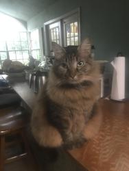 Reunited Male Cat last seen O’Keene St Hudson, Fl, Shady Hills, FL 34667