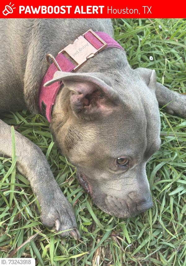Lost Female Dog last seen By trail of park near the lake, Houston, TX 77082