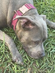 Lost Female Dog last seen By trail of park near the lake, Houston, TX 77082