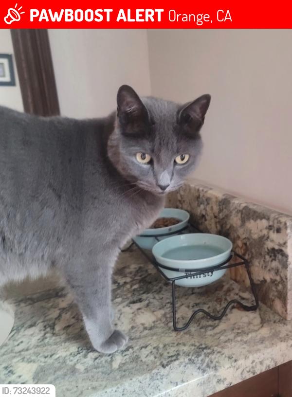 Lost Female Cat last seen Violet/almond, Orange, CA 92869