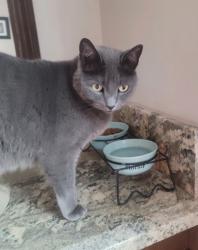 Lost Female Cat last seen Violet/almond, Orange, CA 92869
