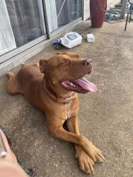 Found/Stray Male Dog last seen On clay between Britmorw and Eldridge pkwy, Houston, TX 77043
