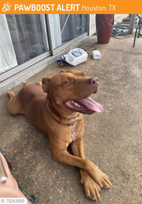 Found/Stray Male Dog last seen On clay between Britmorw and Eldridge pkwy, Houston, TX 77043