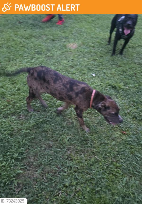 Found/Stray Female Dog last seen Garrison rd Pelzer sc 29669, Greenville County, SC 29669