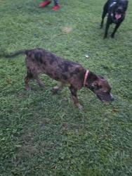 Found/Stray Female Dog last seen Garrison rd Pelzer sc 29669, Greenville County, SC 29669