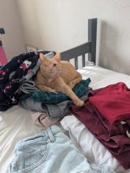 Lost Female Cat last seen tahoma high School/ elk run, Maple Valley, WA 98038