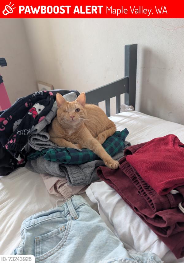 Lost Female Cat last seen tahoma high School/ elk run, Maple Valley, WA 98038
