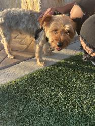 Reunited Male Dog last seen Near W 13th St, Deer Park, TX 77536, USA, Deer Park, TX 77536