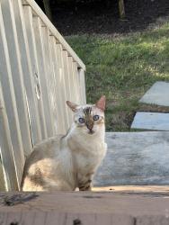 Found/Stray Unknown Cat last seen Melrose Ave and Devonshire Ave in Decatur, GA, Decatur, GA 30030