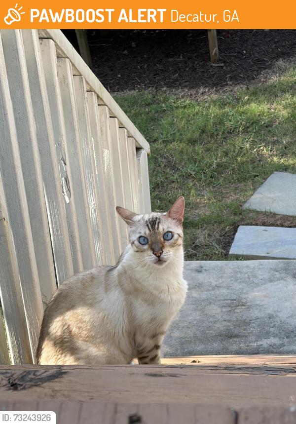 Found/Stray Unknown Cat last seen Melrose Ave and Devonshire Ave in Decatur, GA, Decatur, GA 30030