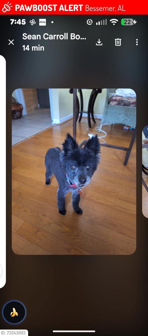 Lost Male Dog last seen Eastern Valley Road, Bradford Park, Bessemer, AL 35023