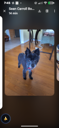 Lost Male Dog last seen Eastern Valley Road, Bradford Park, Bessemer, AL 35023