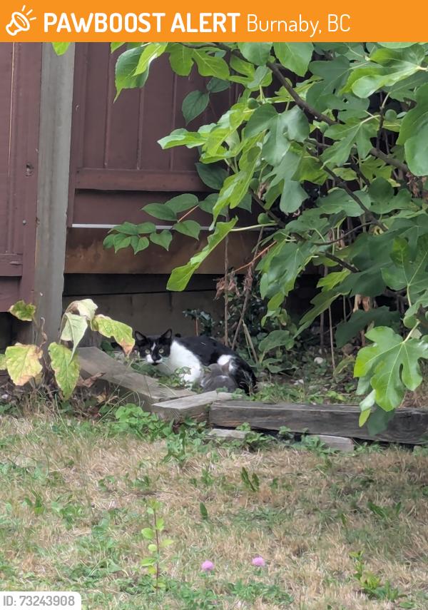 Found/Stray Unknown Cat last seen Brighton Ave, Burnaby, BC, Burnaby, BC 