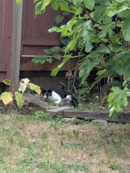 Found/Stray Unknown Cat last seen Brighton Ave, Burnaby, BC, Burnaby, BC 