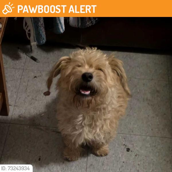 Found/Stray Male Dog last seen Gavilan Hills, Riverside County, CA 92570