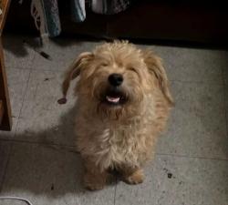 Found/Stray Male Dog last seen Gavilan Hills, Riverside County, CA 92570