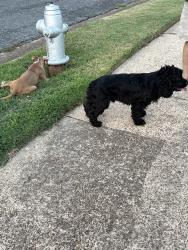 Found/Stray Female Dog last seen Near Newberry ave, Memphis, TN 38115