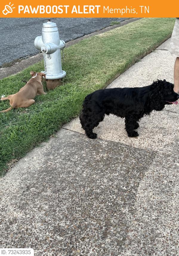 Found/Stray Female Dog last seen Near Newberry ave, Memphis, TN 38115