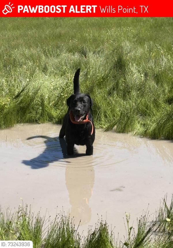 Lost Male Dog last seen Cr 3412 Hayden turner community, Wills Point, TX 75169