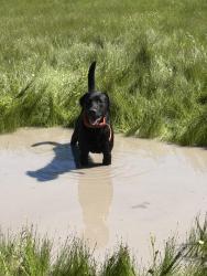 Lost Male Dog last seen Cr 3412 Hayden turner community, Wills Point, TX 75169