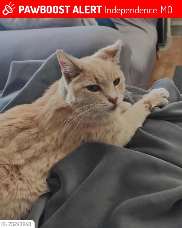 Lost Male Cat last seen Near e 25th Street s and Trailridge, Independence, MO 64055