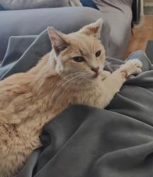 Lost Male Cat last seen Near e 25th Street s and Trailridge, Independence, MO 64055