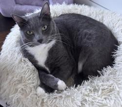 Lost Female Cat last seen W edmundson ave & De witt ave, Morgan Hill, CA 95037