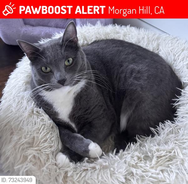 Lost Female Cat last seen W edmundson ave & De witt ave, Morgan Hill, CA 95037