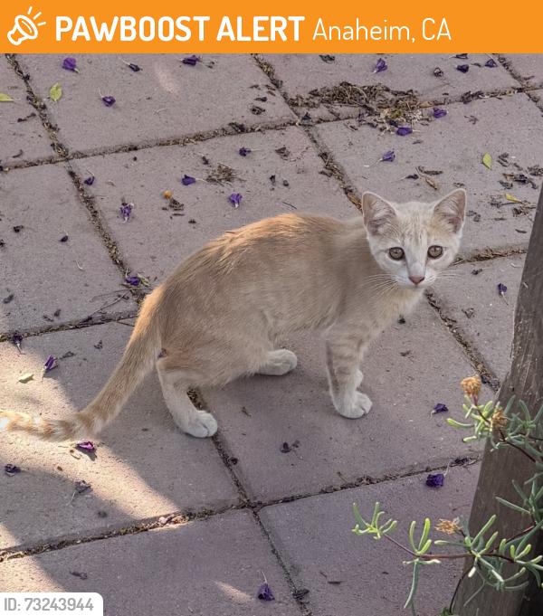 Found/Stray Female Cat last seen Bridgeport and Western, Anaheim, CA 92804