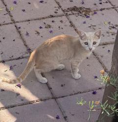 Found/Stray Female Cat last seen Bridgeport and Western, Anaheim, CA 92804