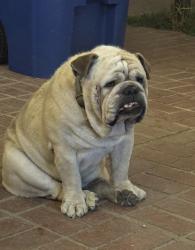 Lost Male Dog last seen Gale Ave. and Latchford Ave., Hacienda Heights, CA 91745