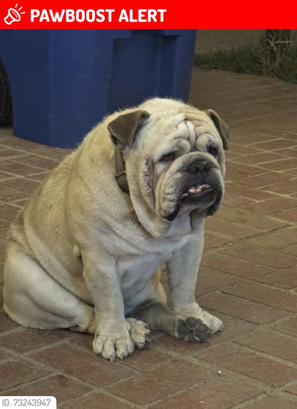 Lost Male Dog last seen Gale Ave. and Latchford Ave., Hacienda Heights, CA 91745