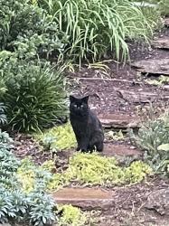 Found/Stray Unknown Cat last seen Near rhododendron drive, arden, nc, 28704, Royal Pines, NC 28704