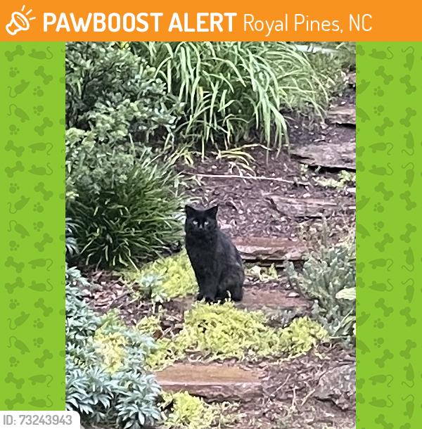 Found/Stray Unknown Cat last seen Near rhododendron drive, arden, nc, 28704, Royal Pines, NC 28704