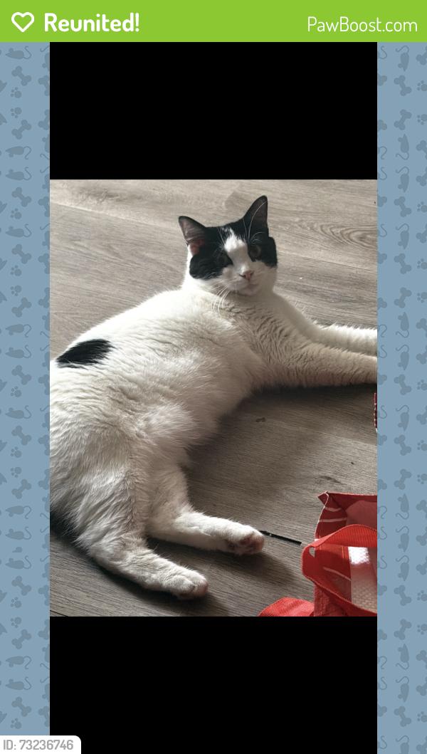 Reunited Female Cat last seen Carrol Ave, Bridgeport, CT 06608