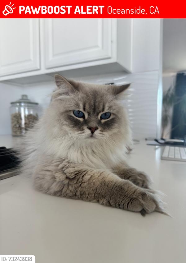 Lost Male Cat last seen Mesa and Rancho Del Oro, Oceanside, CA 92056