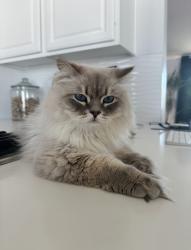 Lost Male Cat last seen Mesa and Rancho Del Oro, Oceanside, CA 92056