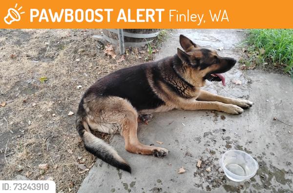 Found/Stray Male Dog last seen Finley rd and Perkins, Finley, WA 99337