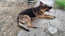 Found/Stray Male Dog last seen Finley rd and Perkins, Finley, WA 99337