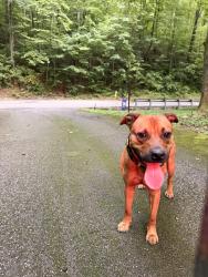 Found/Stray Male Dog last seen Mtn Creek Rd, Chattanooga, TN 37415