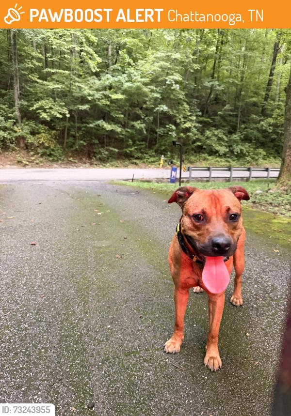 Found/Stray Male Dog last seen Mtn Creek Rd, Chattanooga, TN 37415