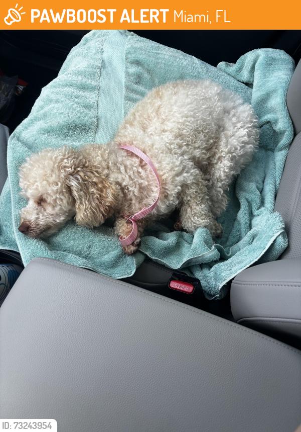 Found/Stray Unknown Dog last seen 117th Av by the cemetery, Miami, FL 33177